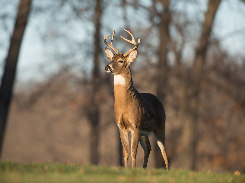 A cute deer